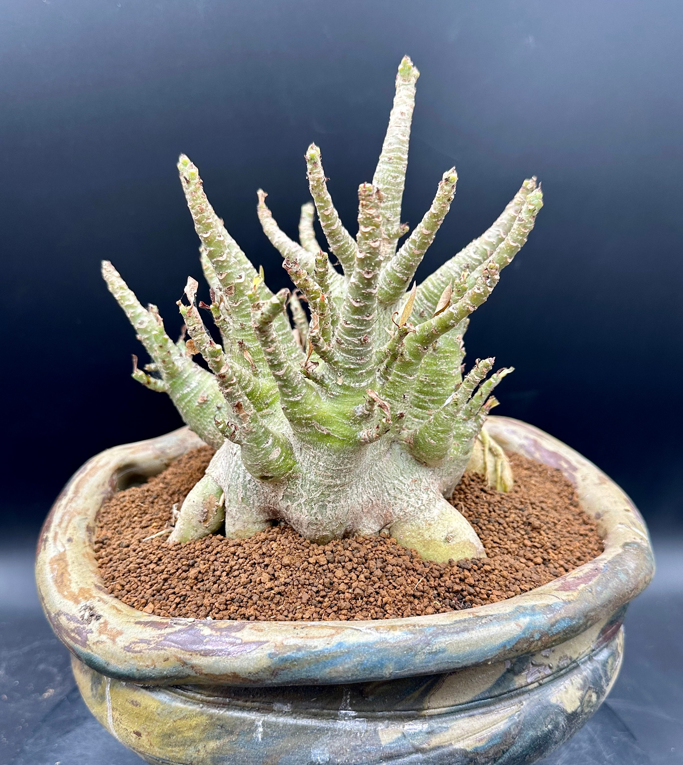 アデニウム アラビカム、デザート ローズ、エキゾチックな希少植物