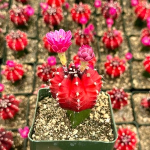 Grafted Gymnocalycium Friedrichii, Rare Cactus in 3&quot; pot