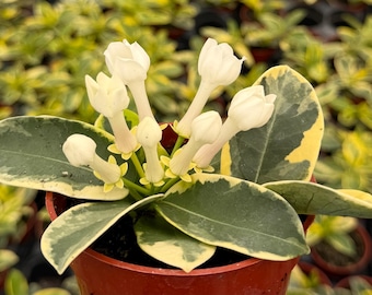 Variegated Madagascar Jasmine, Stephanotis Floribunda Variegata, Rare Plant in 4" pot