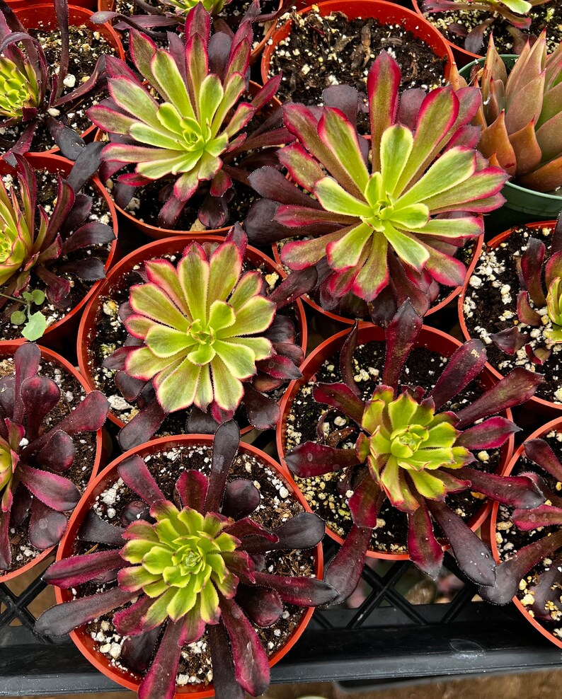 succulent aeonium mardi gras