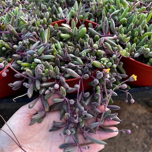 Ruby Necklace, String Of Rubies, Little Pickles, Othonna Capensis, Purple Pink Succulent, Trailing Succulent, Hanging Plant in 2'', 4'', 6''