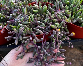 Ruby Necklace, String Of Rubies, Little Pickles, Othonna Capensis, Purple Pink Succulent, Trailing Succulent, Hanging Plant in 2'', 4'', 6''