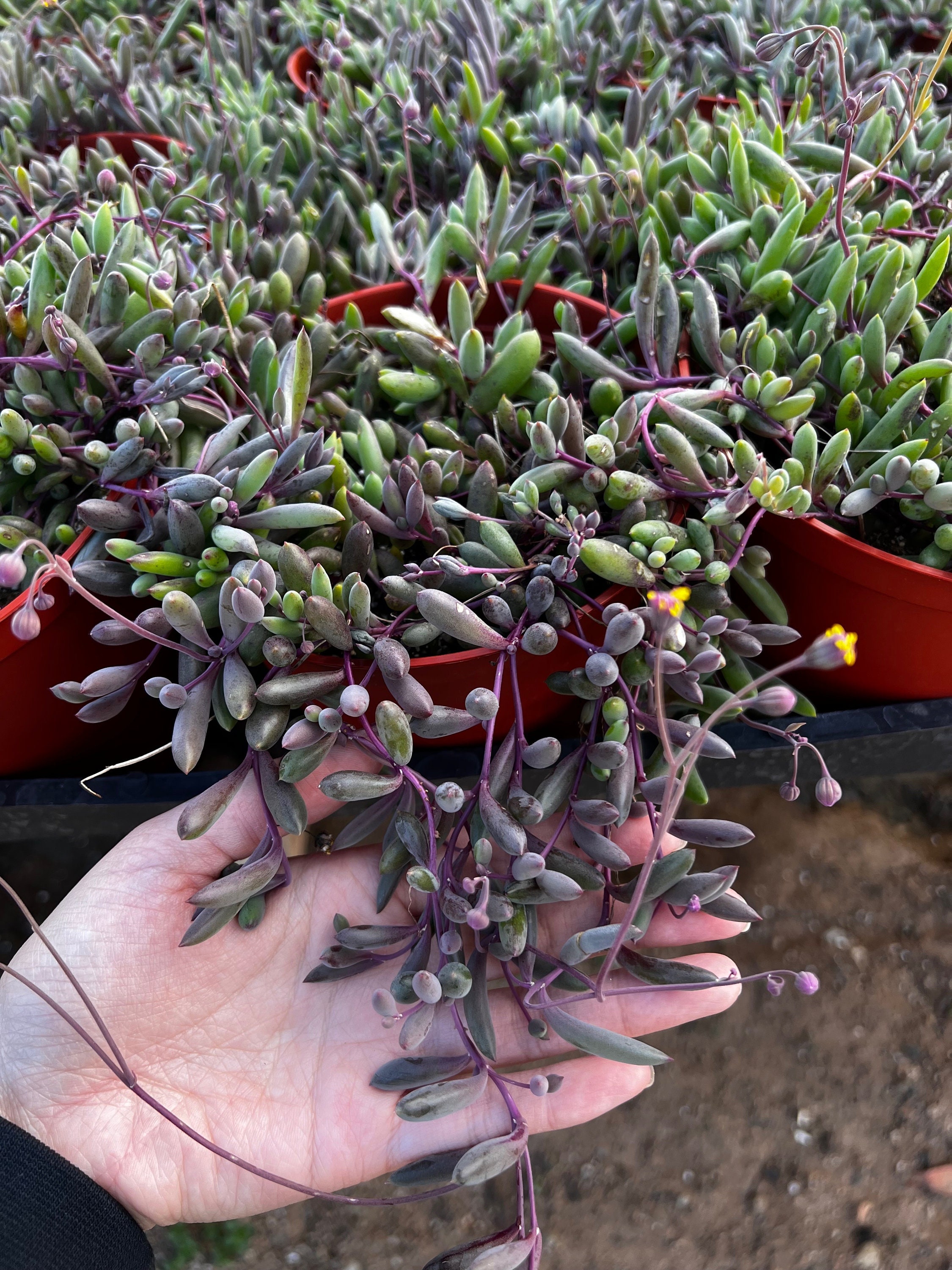 Othonna capensis 'Ruby Necklace' Plant Care: Water, Light, Nutrients | Greg  App 🌱