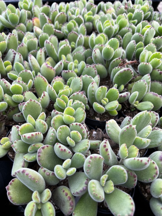 ぬいぐるみ NAUGHTY PLANTS Bear's Paw Labubu THE MONSTERS NAUGHTY PLANTS Vinyl Face Series Bear's Paw