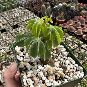 Adenia Glauca, Suculenta rara, Planta de interior única, Planta trepadora en maceta de 3, 3,5, 6 imagen 3