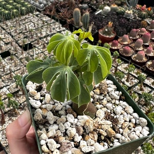 May include: A potted plant with large, lobed green leaves and a thick, brown stem. The plant is in a square, dark green pot filled with small, white pebbles. Other plants are visible in the background, suggesting a nursery or greenhouse setting.