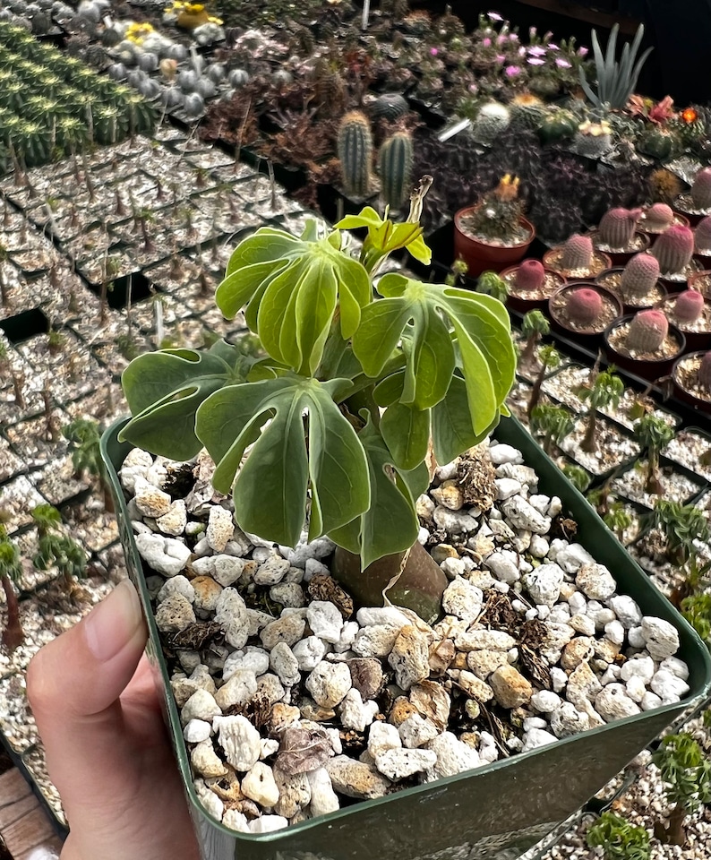 May include: A potted plant with large, lobed green leaves and a thick, brown stem. The plant is in a square, dark green pot filled with small, white pebbles. Other plants are visible in the background, suggesting a nursery or greenhouse setting.