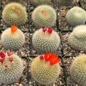 Red Crown Cactus, Fire Crown Cactus, Rebutia Minuscula, Blooming Cactus, Live Plant in 4" pot