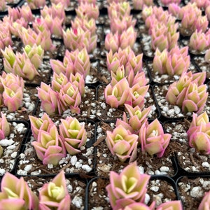 Variegated Baby Sun Rose, Ice Plant, Pink Succulent, Rare Plant in 2" Pot bild 4