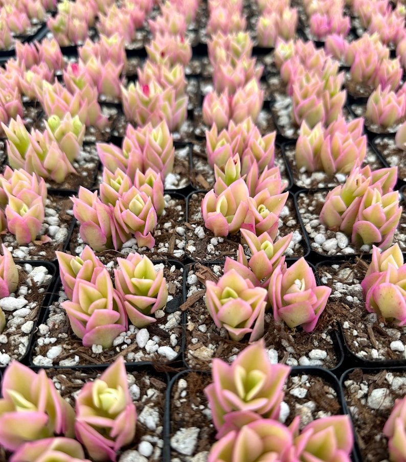Variegated Baby Sun Rose, Ice Plant, Pink Succulent, Rare Plant in 2" Pot bild 4