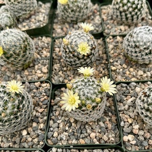 Mammillaria Duwei, Rare Cactus, Live Plant in 3 pot image 5