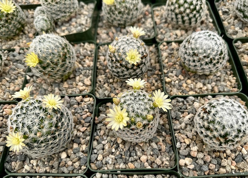 Mammillaria Duwei, Rare Cactus, Live Plant in 3 pot image 5