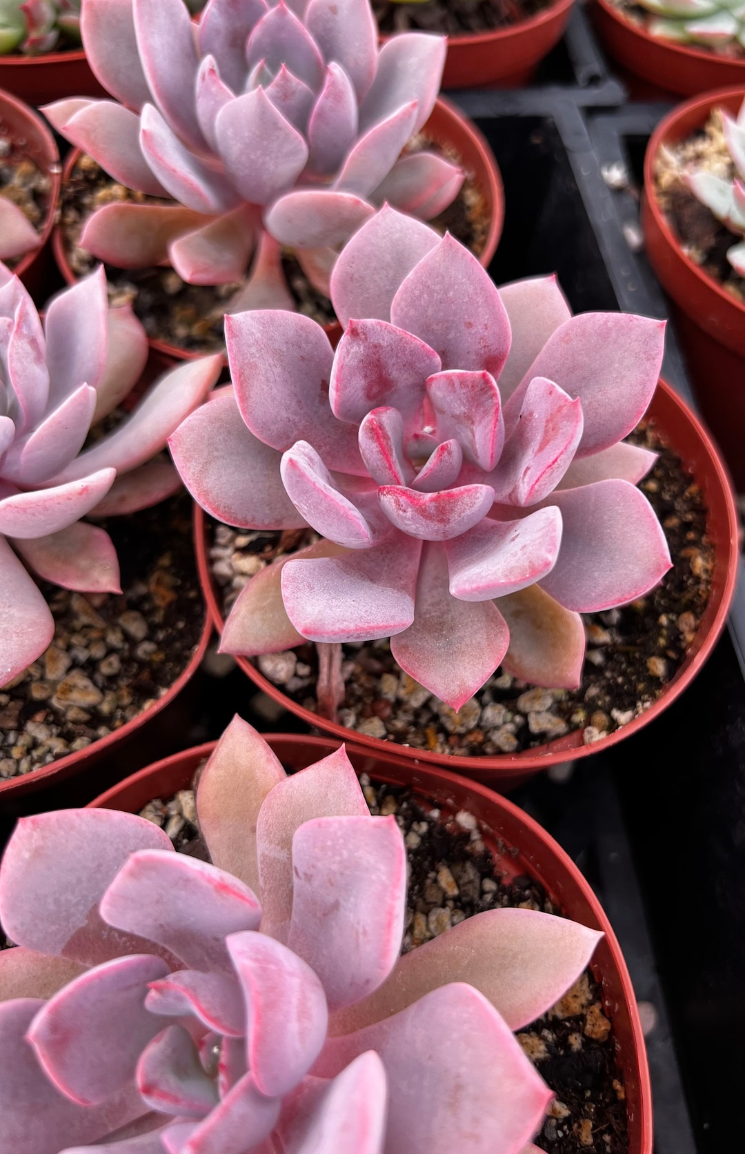 Graptoveria Debbie, Pink Succulent, Live Plant in 2.5'', 4'' Pot - Etsy  Israel