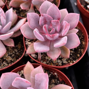 Graptoveria Debbie, Pink Succulent, Live Plant in 2.5&#39;&#39;, 4&#39;&#39; pot