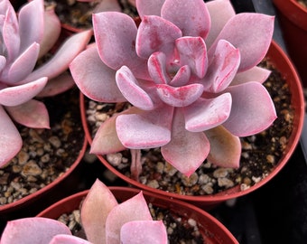 Graptoveria Debbie, Pink Succulent, Live Plant in 2.5'', 4'' pot