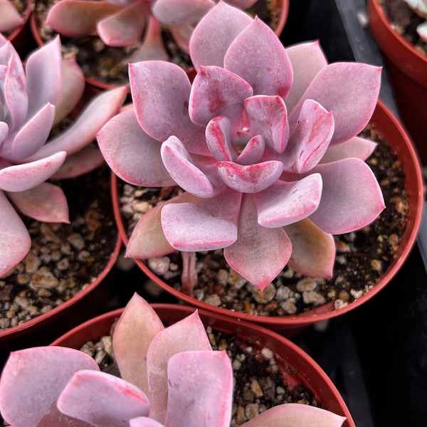 Graptoveria Debbie, Pink Succulent, Live Plant in 2.5'', 4'' pot