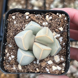 2 pot Lapidaria Margaretae, Karoo Rose, split rock plant image 2