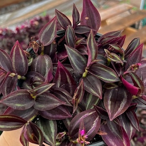 Puede incluir: Primer plano de una planta en maceta con hojas de color verde oscuro y morado. Las hojas tienen un patr&oacute;n rayado y est&aacute;n dispuestas en un grupo denso.