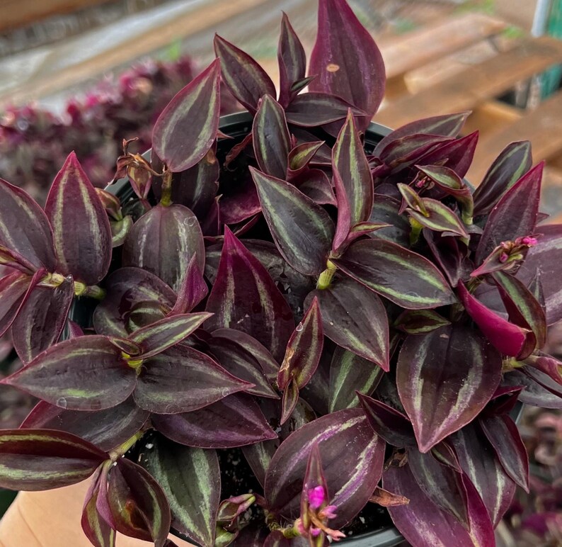 Puede incluir: Primer plano de una planta en maceta con hojas de color verde oscuro y morado. Las hojas tienen un patr&oacute;n rayado y est&aacute;n dispuestas en un grupo denso.