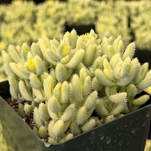 May include: Close-up of a succulent plant in a dark green pot. The plant has light green, finger-like leaves with small white hairs. Small yellow flowers are visible. The background shows more of the same plants.