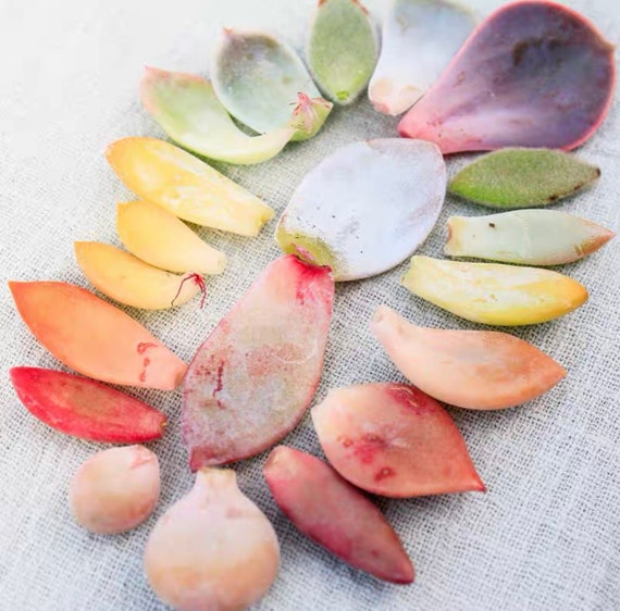 30 Succulent Leaves for Propagating