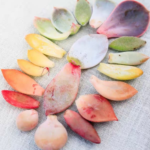 30 Succulent Leaves for Propagating