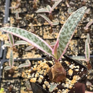 et finger succulent Crassula ovata 'ET's Fingers' Jade