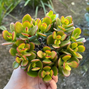 Crassula Ovata, Jade Plant, Live Succulent, House Plant in 4'' pot