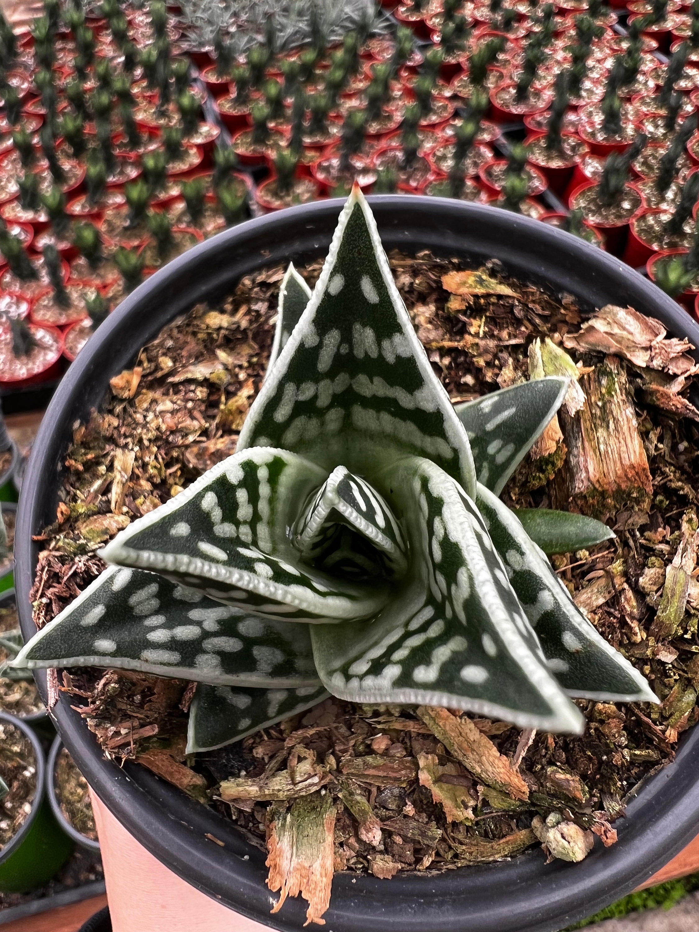 Tiger Aloe, Aloe Variegata, Rare Succulent, Live Plant in 4'' Pot - Etsy