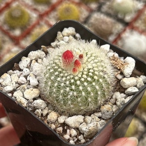 Red Crown Cactus, Fire Crown Cactus, Rebutia Minuscula, Blooming Cactus, Live Plant in 2.5'' pot image 3