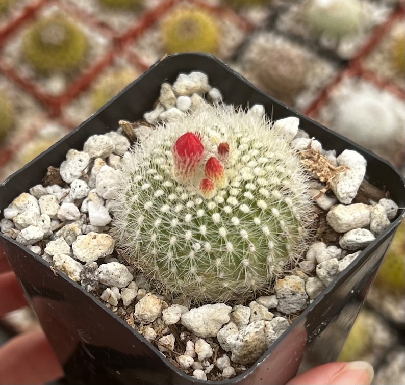 Red Crown Cactus, Fire Crown Cactus, Rebutia Minuscula, Blooming Cactus, Live Plant in 2.5'' pot image 3