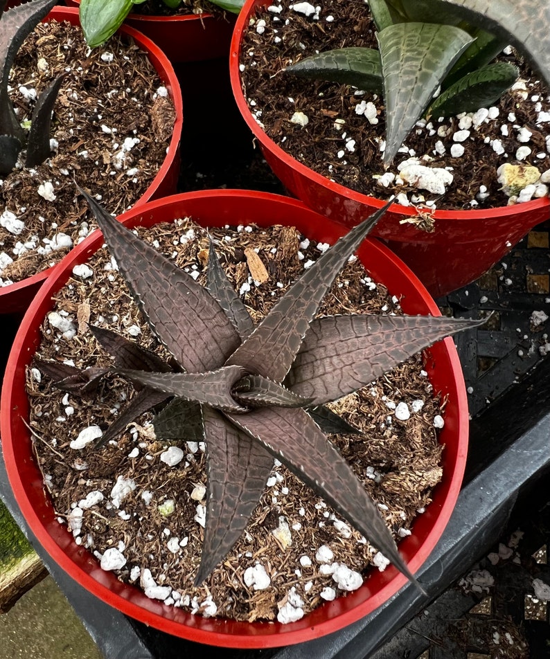 Haworthia Tessellata, Rare Succulent, Live Plant in 4 pot image 4