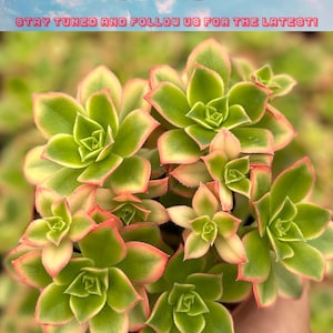 Pu&ograve; includere: Primo piano di un gruppo di piante grasse verdi e rosse con un centro verde chiaro. Le piante grasse sono disposte in un gruppo e hanno una forma leggermente appuntita. L'immagine contiene il testo "Flash Sale" e "Stay tuned and follow us for the latest!" in alto.