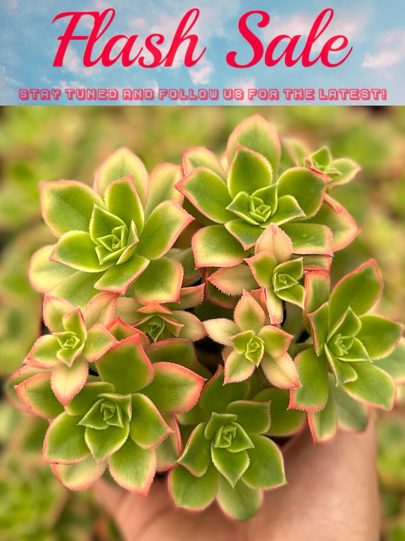 Pu&ograve; includere: Primo piano di un gruppo di piante grasse verdi e rosse con un centro verde chiaro. Le piante grasse sono disposte in un gruppo e hanno una forma leggermente appuntita. L'immagine contiene il testo "Flash Sale" e "Stay tuned and follow us for the latest!" in alto.