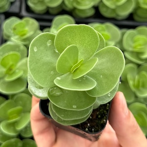 Portulaca Molokiniensis, Rare Succulent, Hawaiian Plant, Live Plant in 2&#39;&#39; pot
