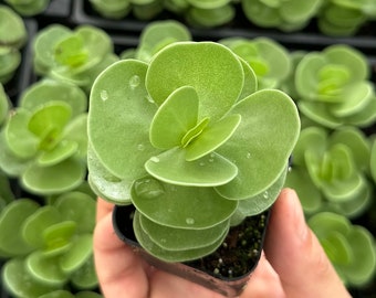 Portulaca Molokiniensis, Rare Succulent, Hawaiian Plant, Live Plant in 2'' pot