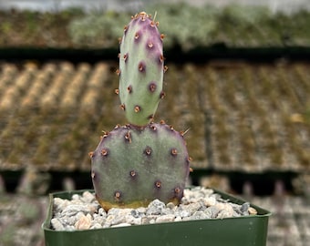 Opuntia Santa Rita Prickly Pear Purple Cactus Live Cactus in 3" pot