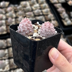 May include: Two small pink and white cactus plants in a black plastic pot. The pot is being held by a hand.