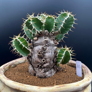 Euphorbia Mlanjeana, Exotic Rare Plant, Unique Plant Collection, Ship in Bare Root image 6