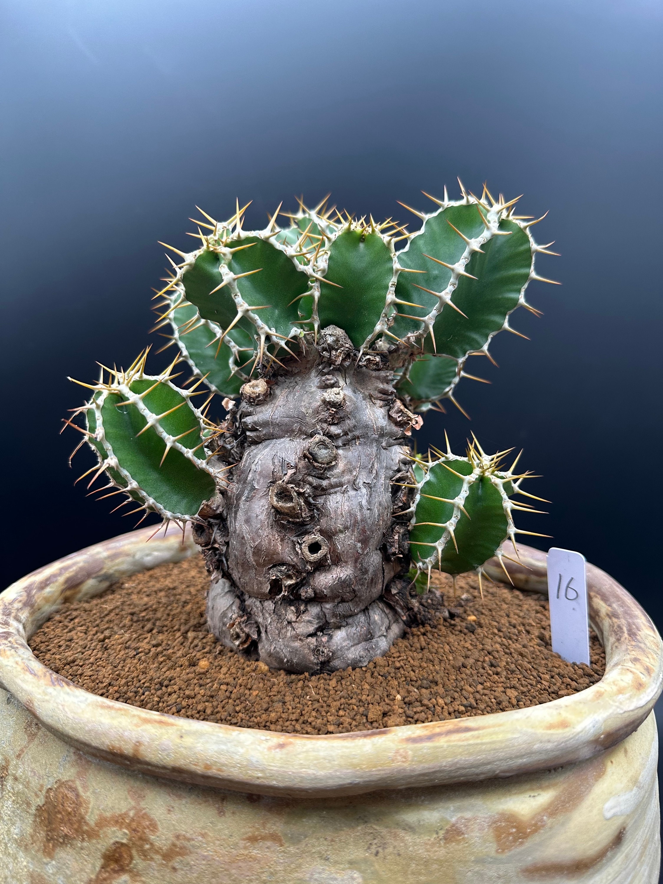 【超特大】ユーフォルビア ムランジーナ パキポディウムグラキリスオペルクリカリア 55 特大 Euphorbia mlanjeana / ユーフォルビア ムランジーナ [検