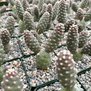 May include: Close-up of a group of small green cactus plants with white spines, potted in small black pots filled with gray gravel.