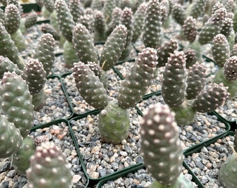 Pine Cone Cactus, Tephrocactus Articulatus, Unique Cactus in 3" pot