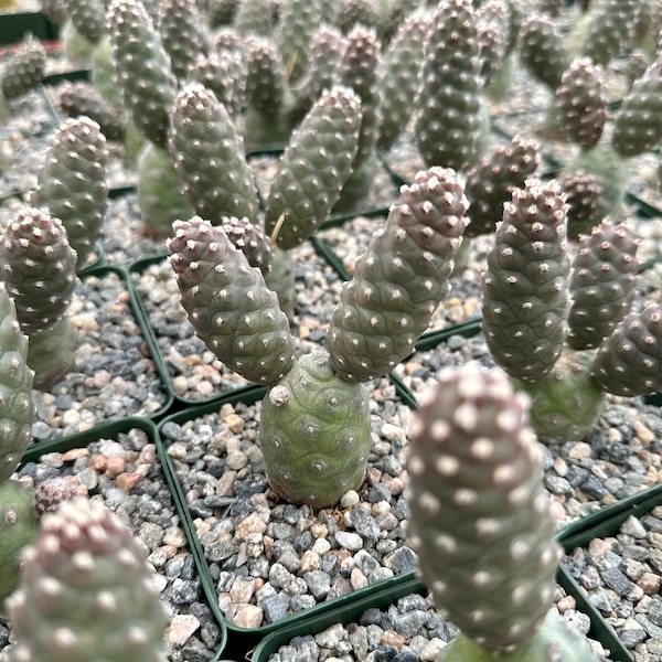 Pine Cone Cactus, Tephrocactus Articulatus, Unique Cactus in 3" pot