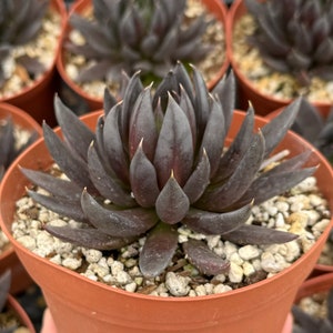May include: A close-up of a dark purple succulent plant in a terracotta pot. The plant has many pointed leaves and is surrounded by small white rocks.