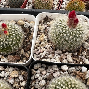 Red Crown Cactus, Fire Crown Cactus, Rebutia Minuscula, Blooming Cactus, Live Plant in 2.5'' pot image 6