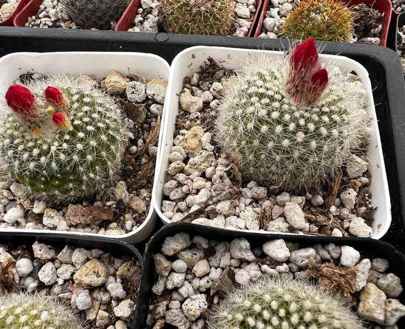 Red Crown Cactus, Fire Crown Cactus, Rebutia Minuscula, Blooming Cactus, Live Plant in 2.5'' pot image 6