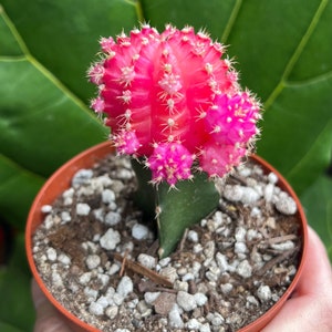 Grafted Cactus Pink Yello Red Gold Colorful Moon Cactus 4” pot, Grafted Cristata Brain Cactus 4&quot;pot, Rebutia Heliosa Cluster Rare Cactus 4&quot;