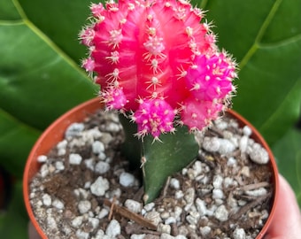 Grafted Cactus Pink Yello Red Gold Colorful Moon Cactus 4” pot, Grafted Cristata Brain Cactus 4"pot, Rebutia Heliosa Cluster Rare Cactus 4"