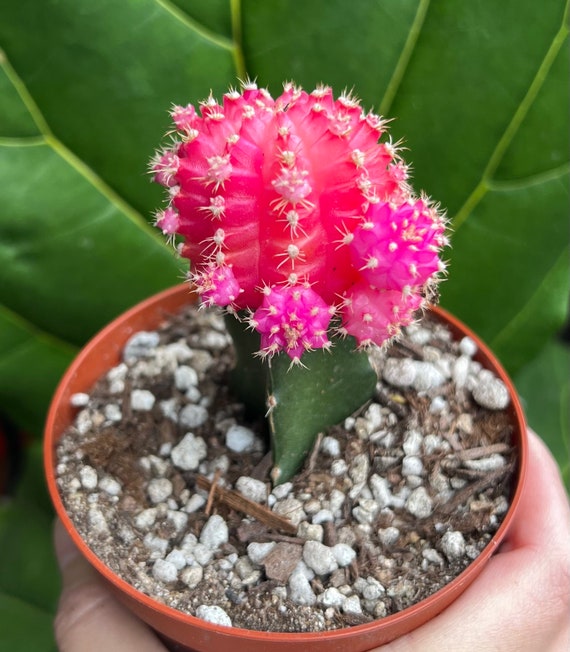 Grafted Cactus Pink Yello Red Gold Colorful Moon Cactus 4 Pot, Grafted  Cristata Brain Cactus 4"pot, Rebutia Heliosa Cluster Rare Cactus 4" - Etsy