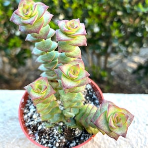 May include: A potted succulent plant with stacked, green, and reddish-purple leaves. The plant has a spiral pattern and is in a small, round, brown pot with white soil. The background is blurred green foliage.